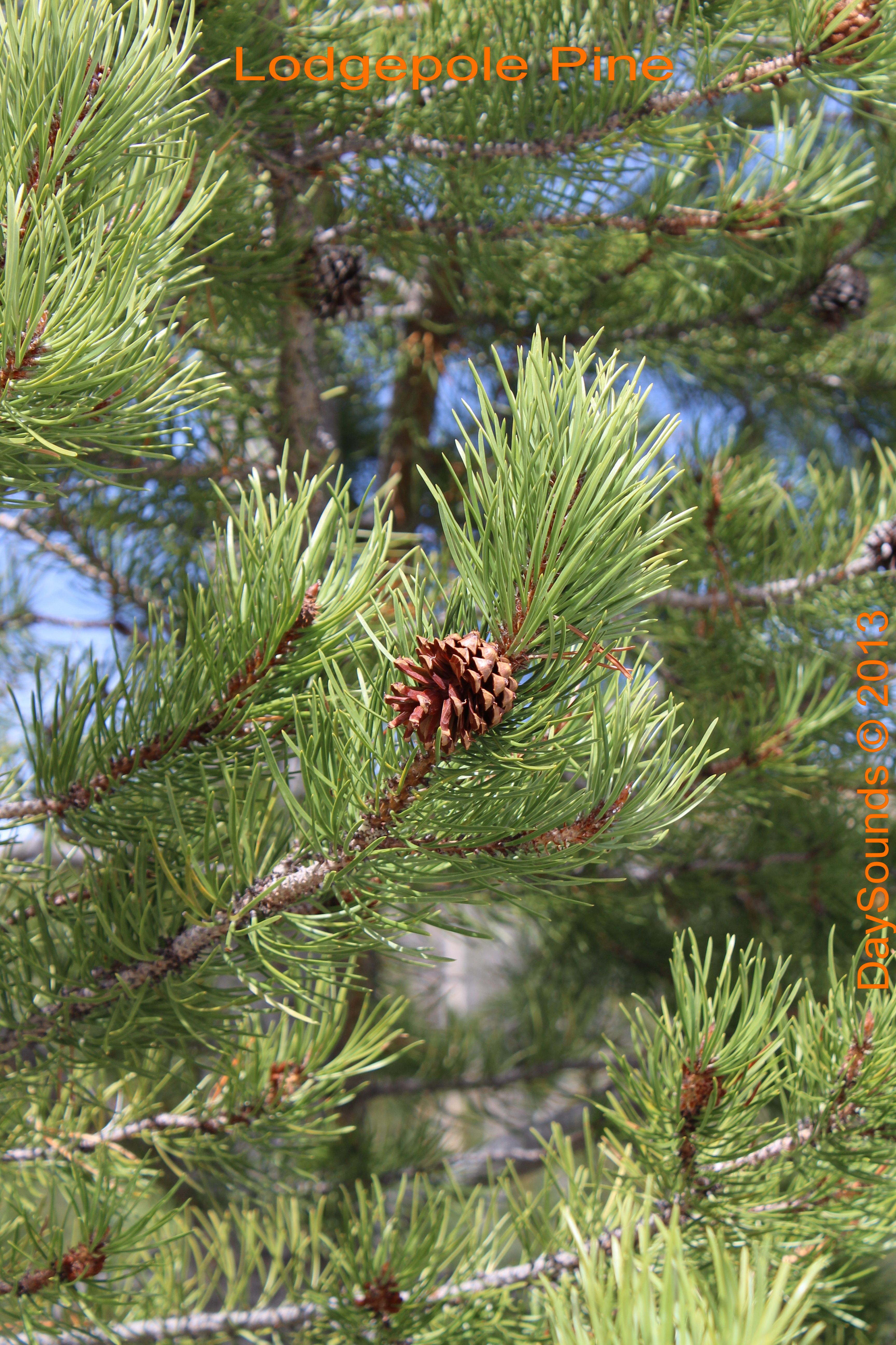 Lodgepole Pine Tree E