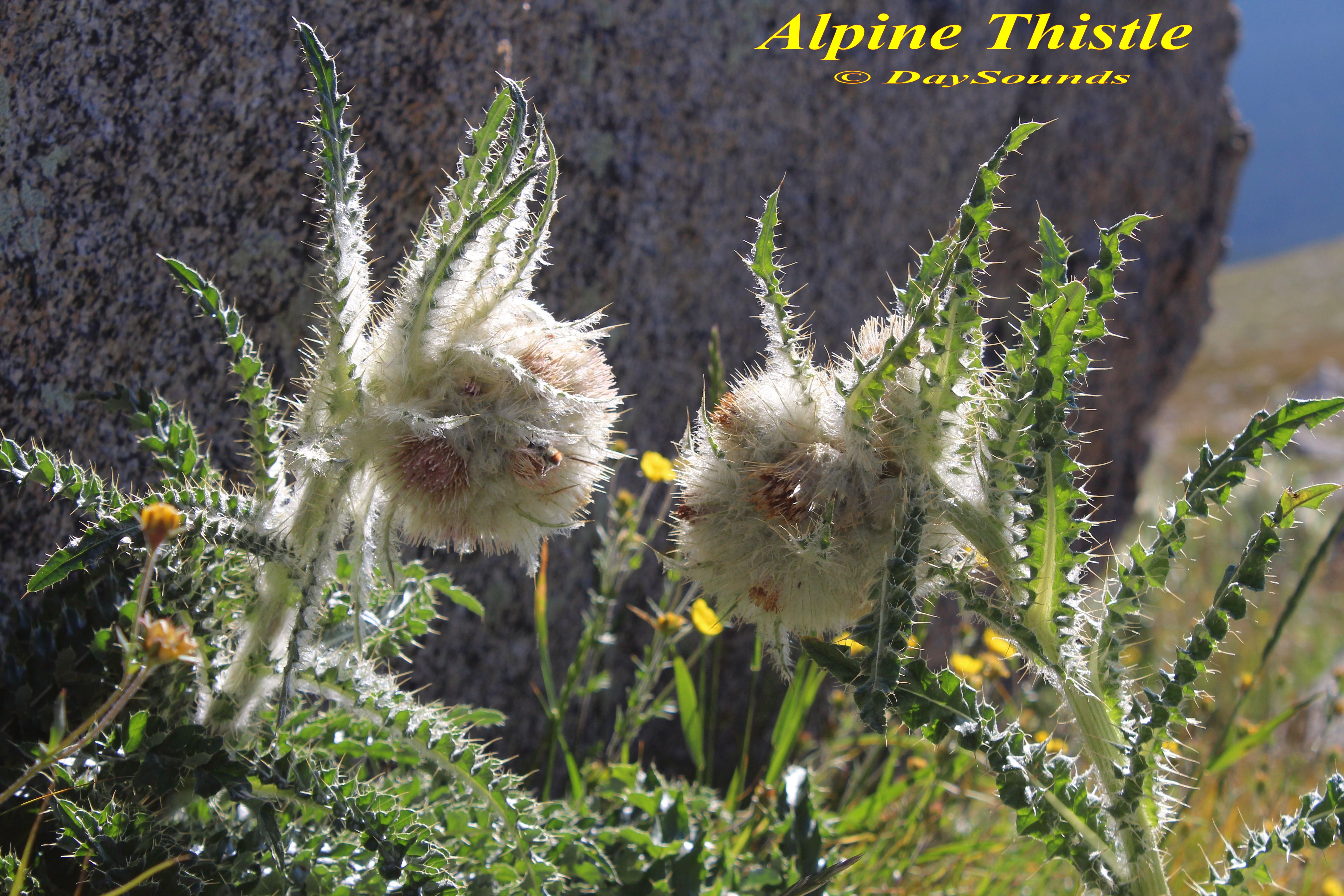 Thistle, Alpine