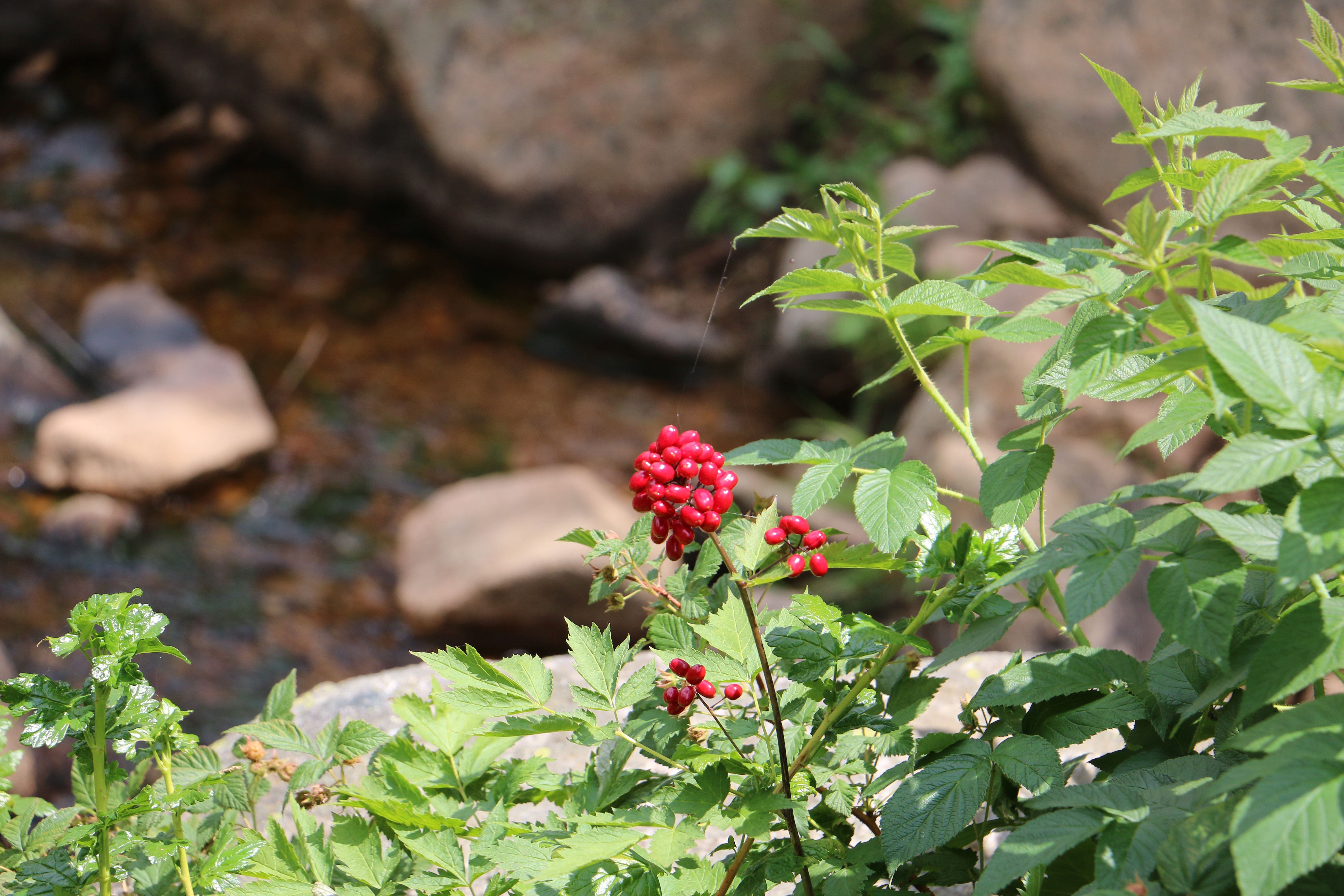 Baneberry, Red