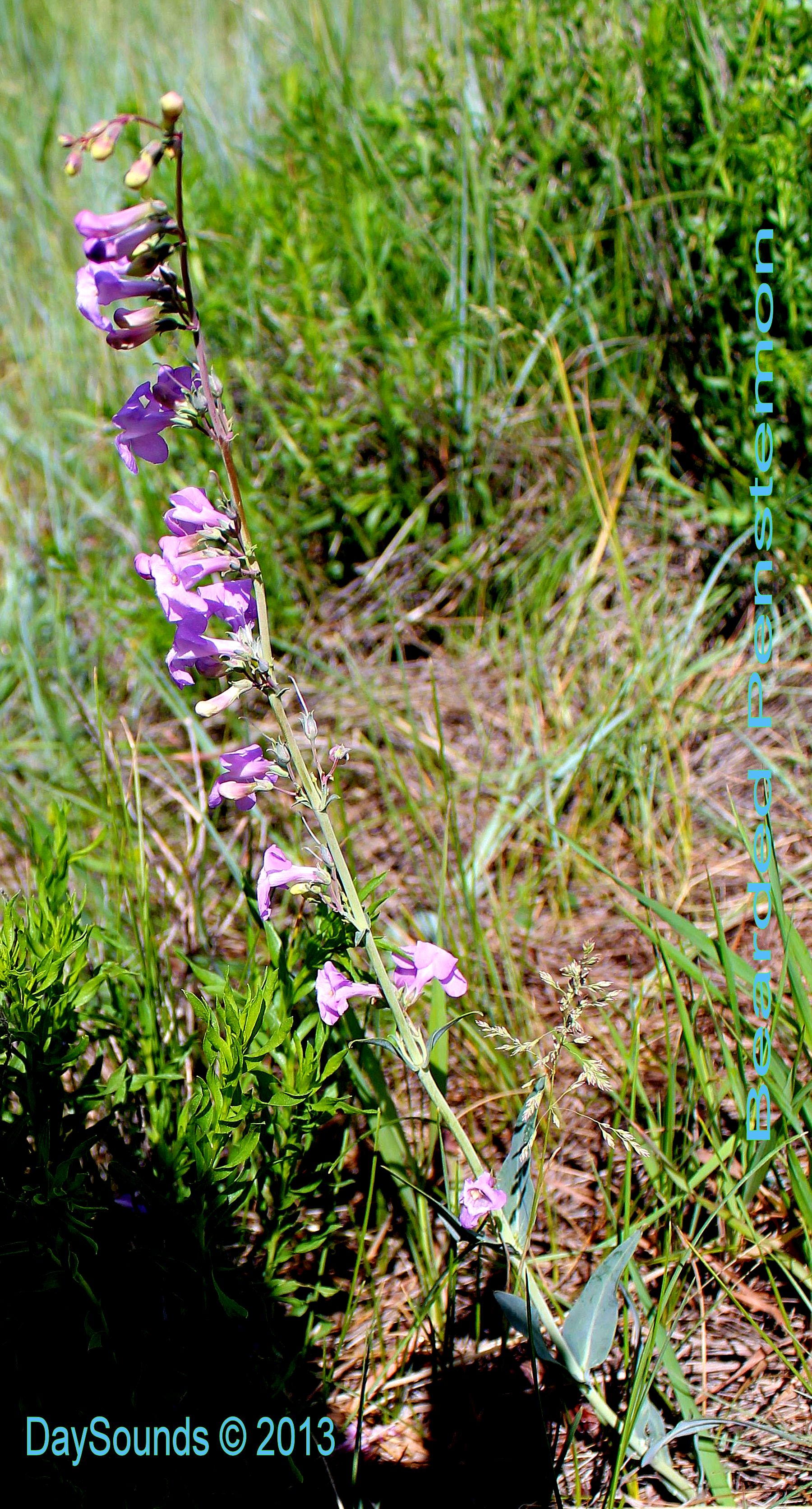 Penstemon, Bearded