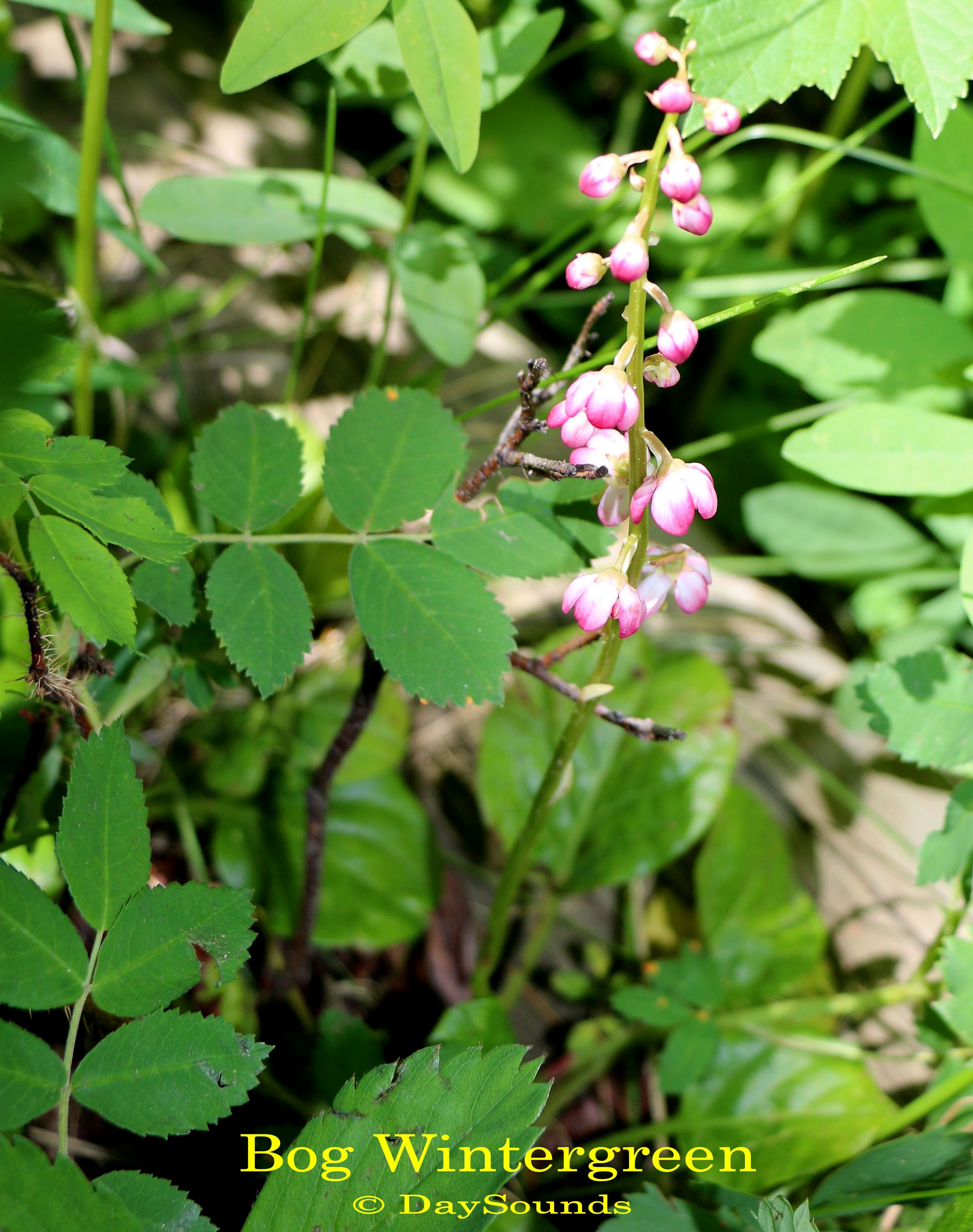 Bog Wintergreen