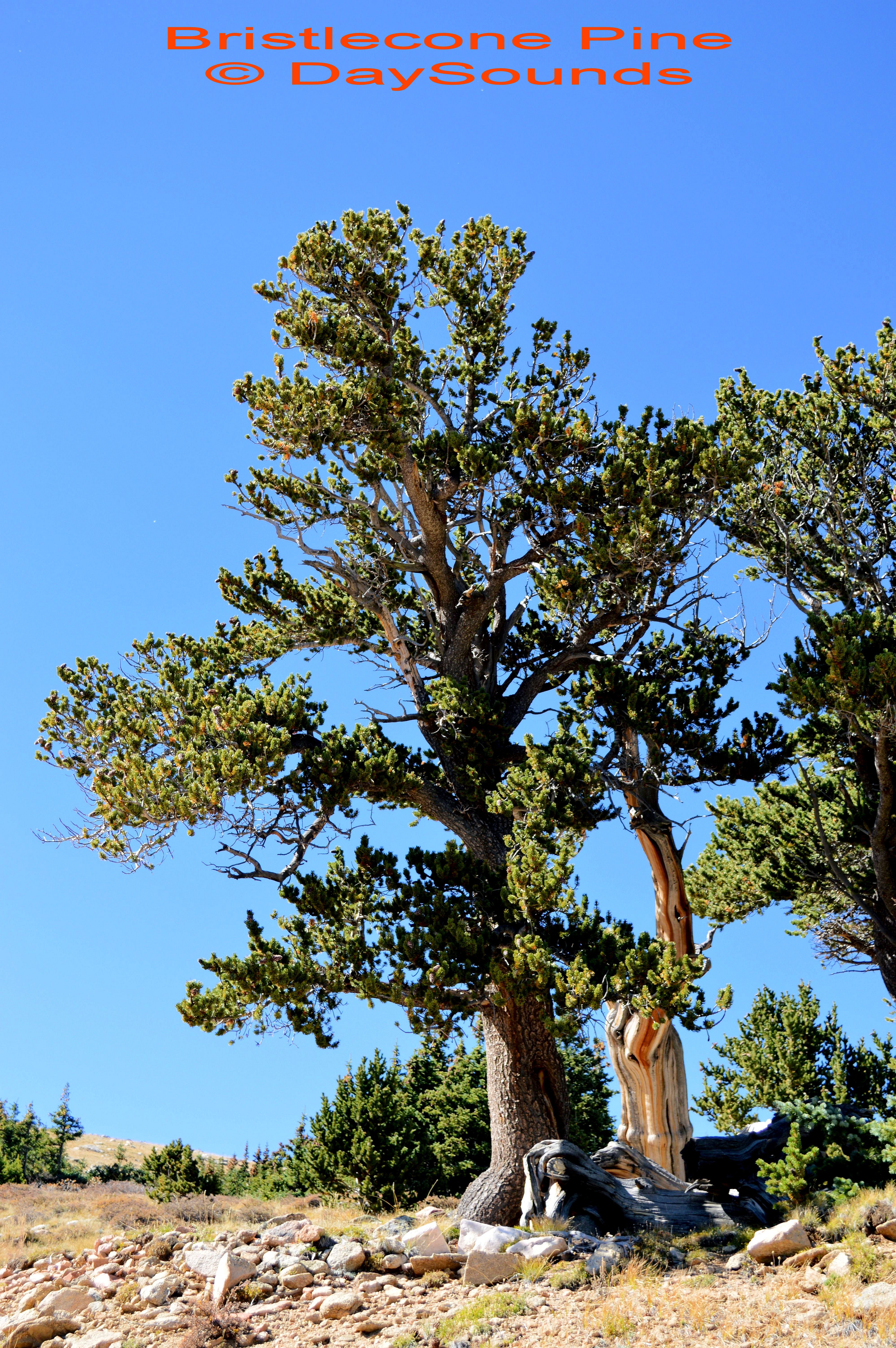 Pine, Bristlecone