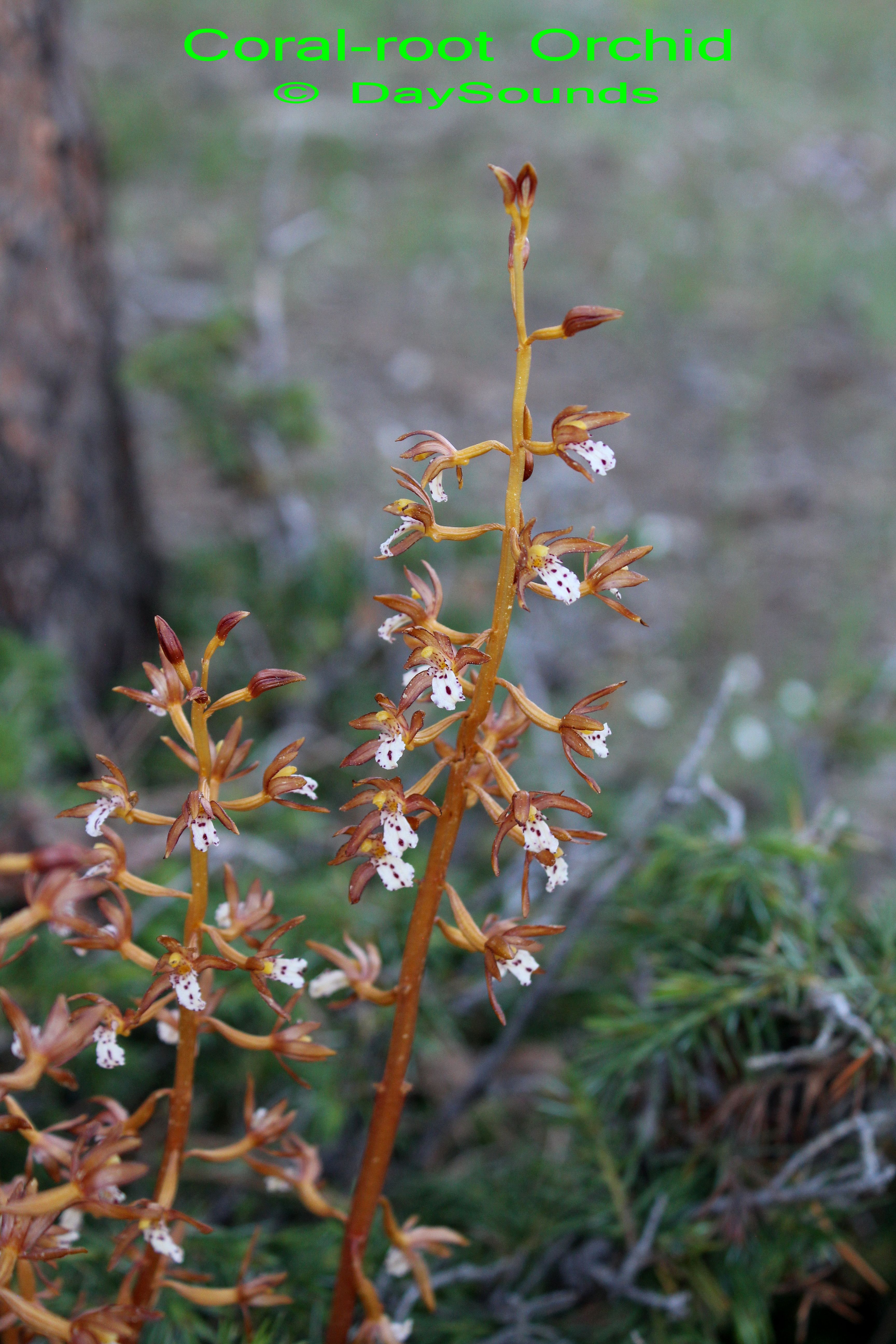 Orchid, Coral-root