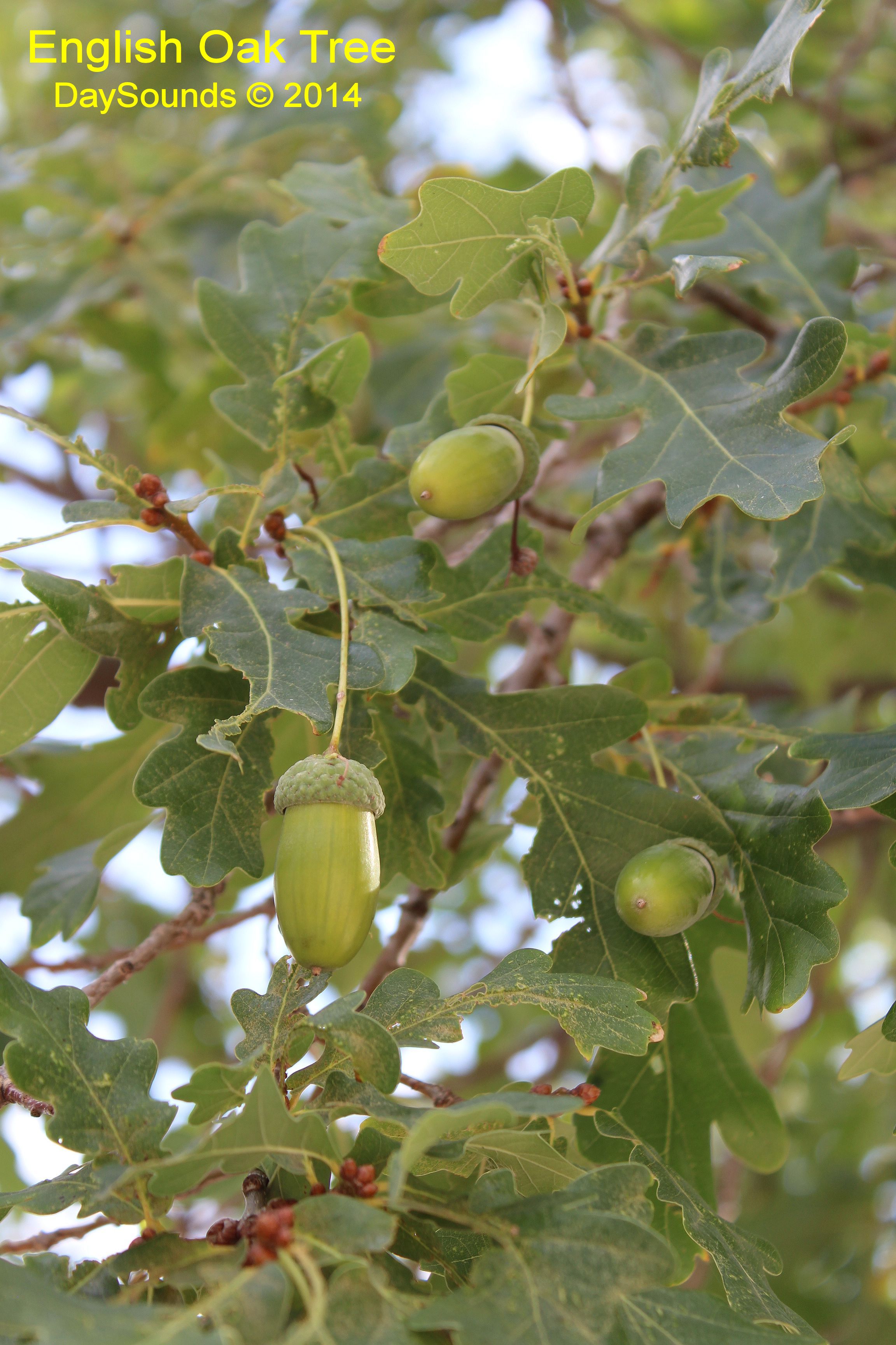 Oak, English