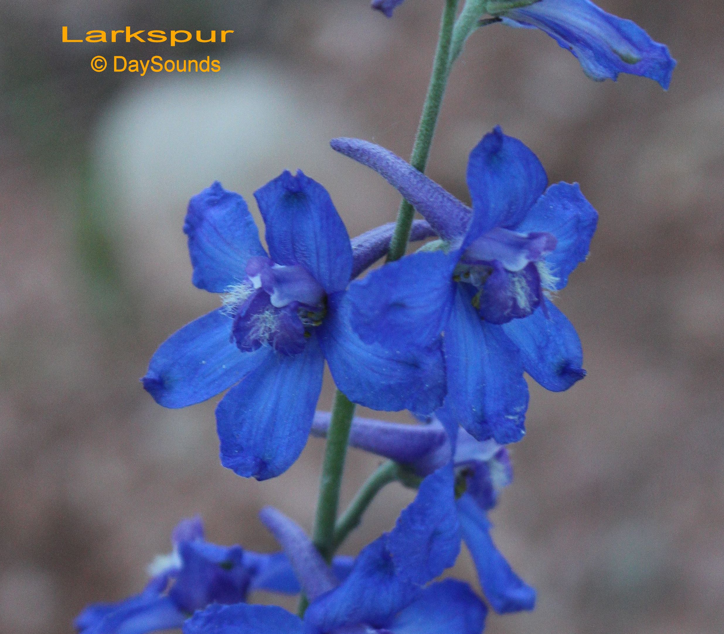 Larkspur