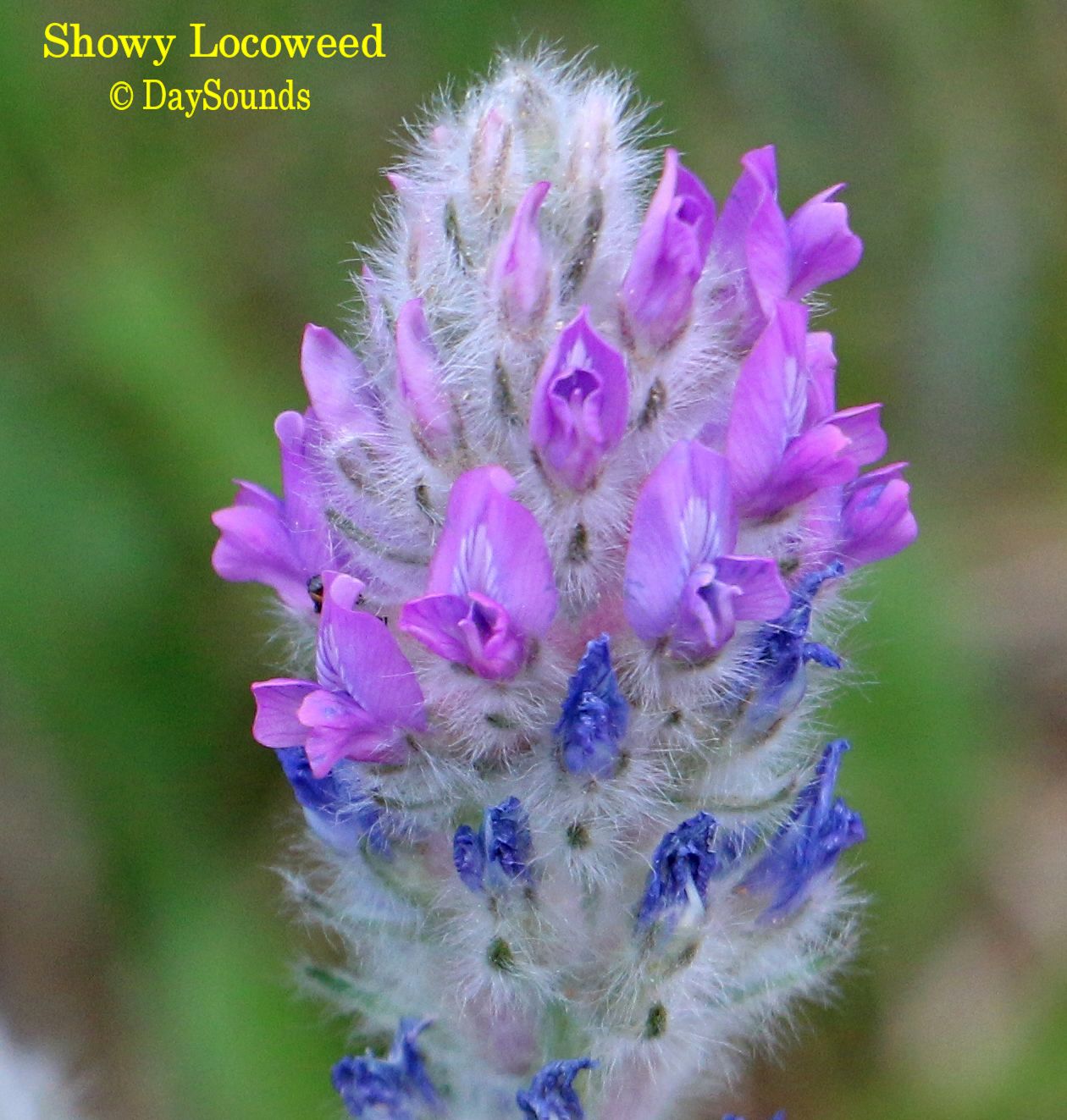 Locoweed, Showy 