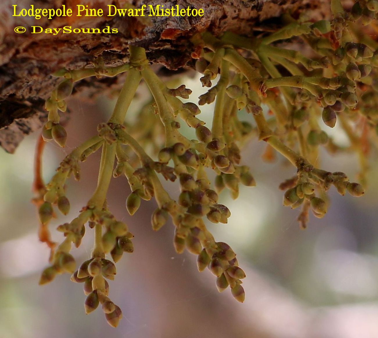 Mistletoe