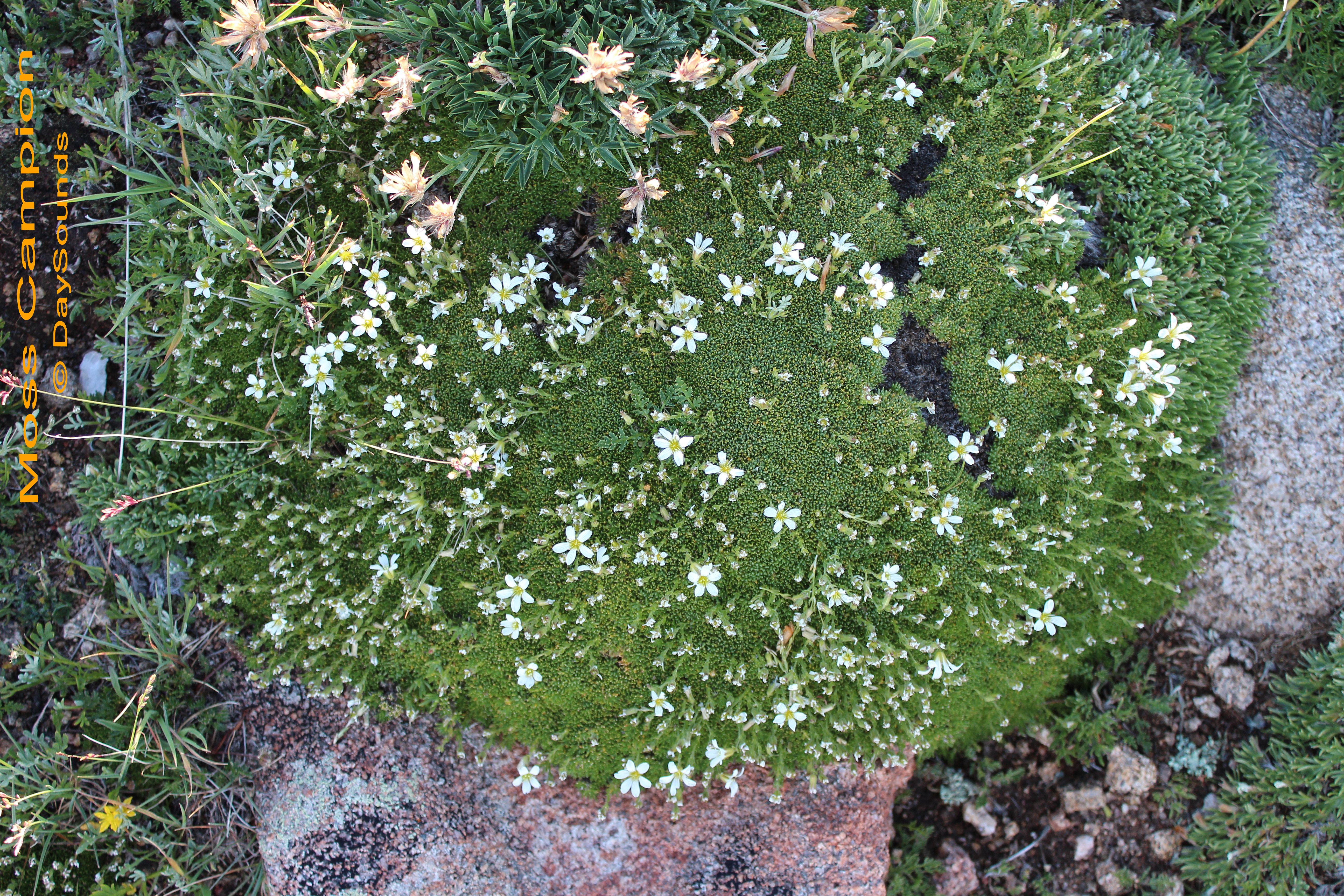 Moss Campion