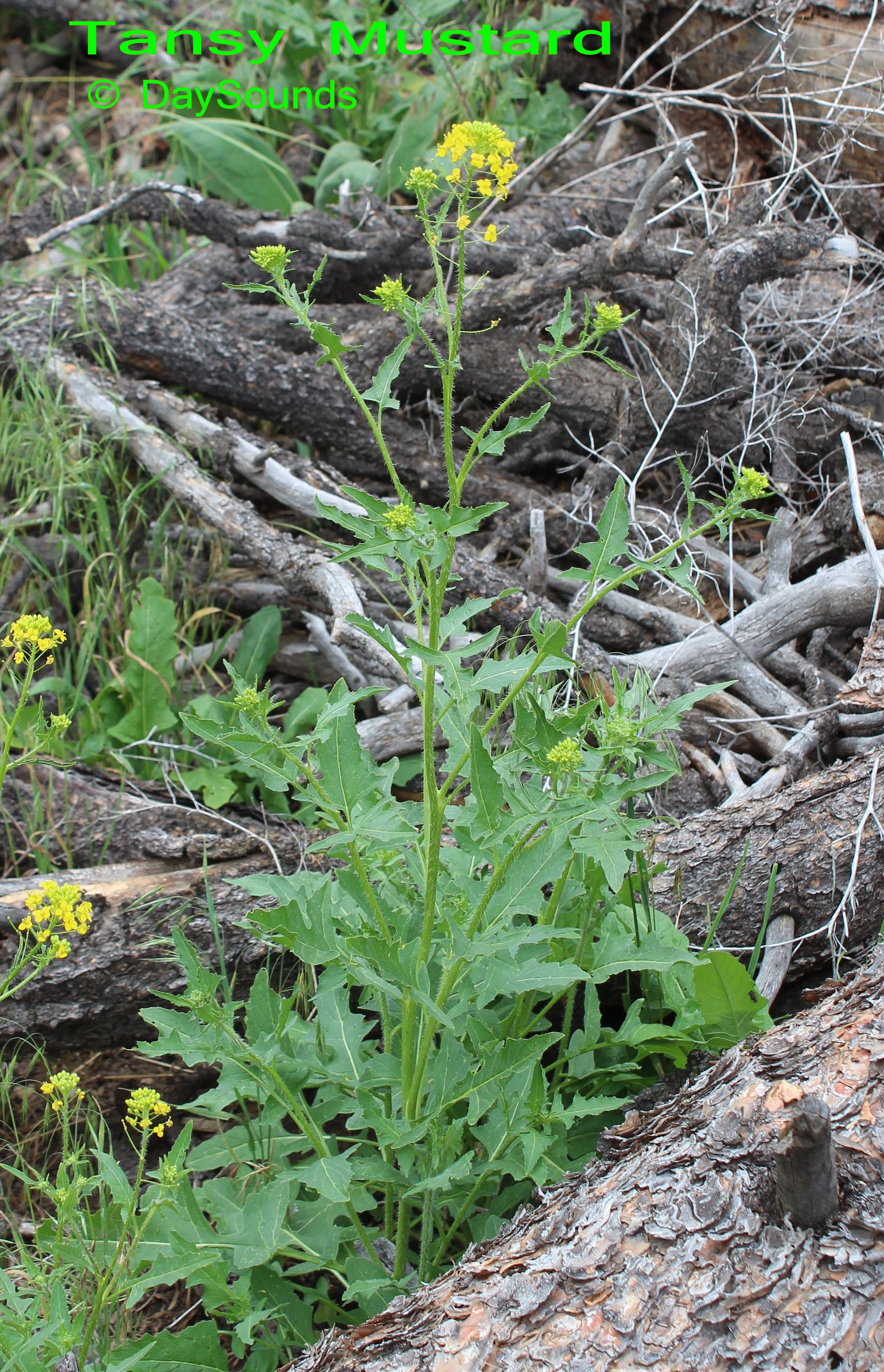 Mustard, Tansy