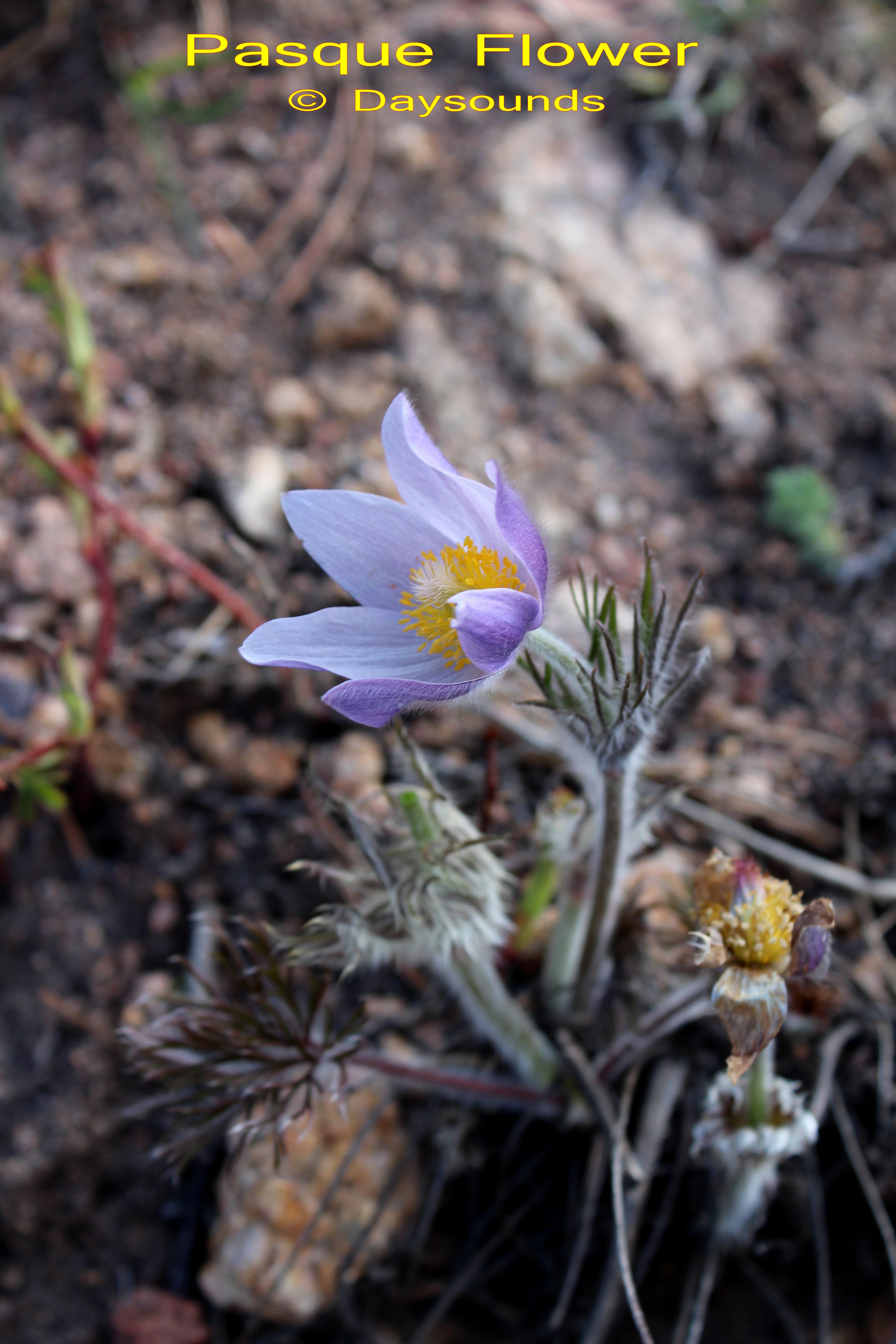 Pasque Flower