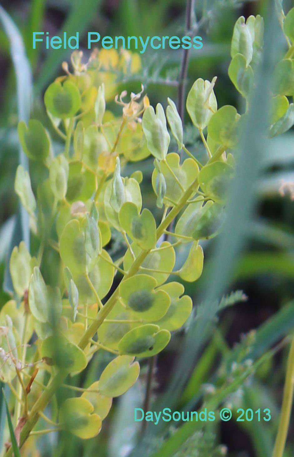 Pennycress, Field