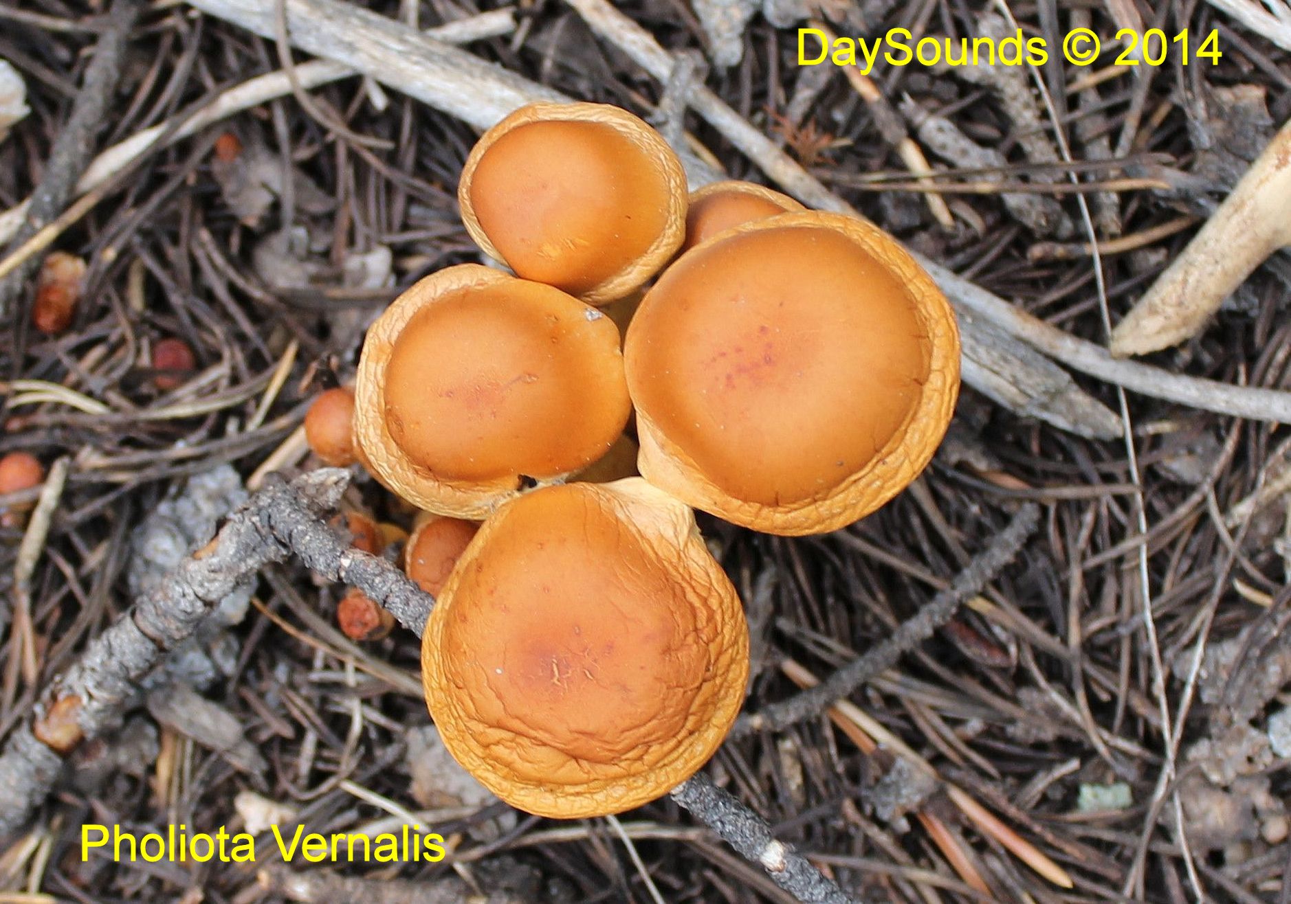 Pholiota vernalis