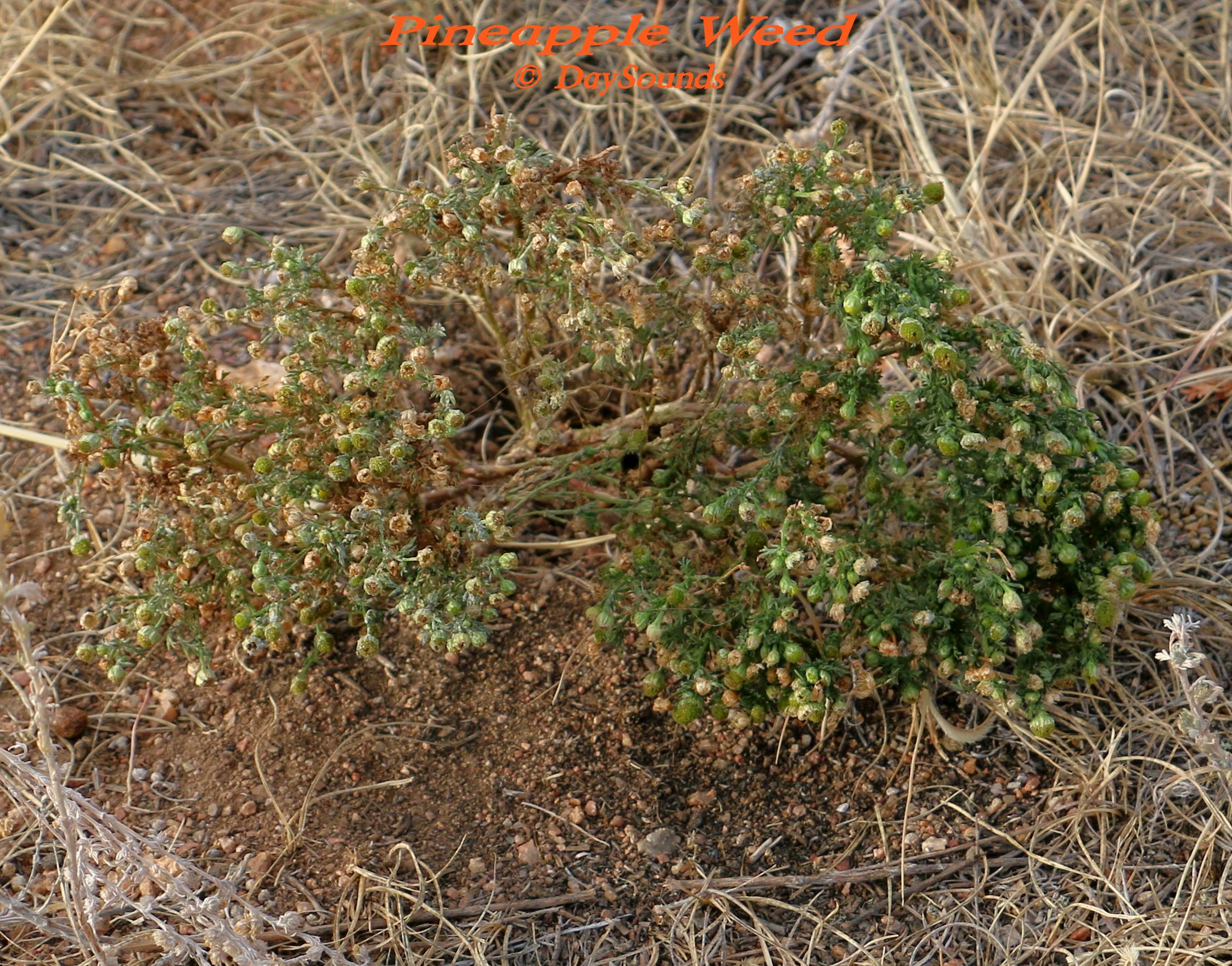 Pineapple Weed 