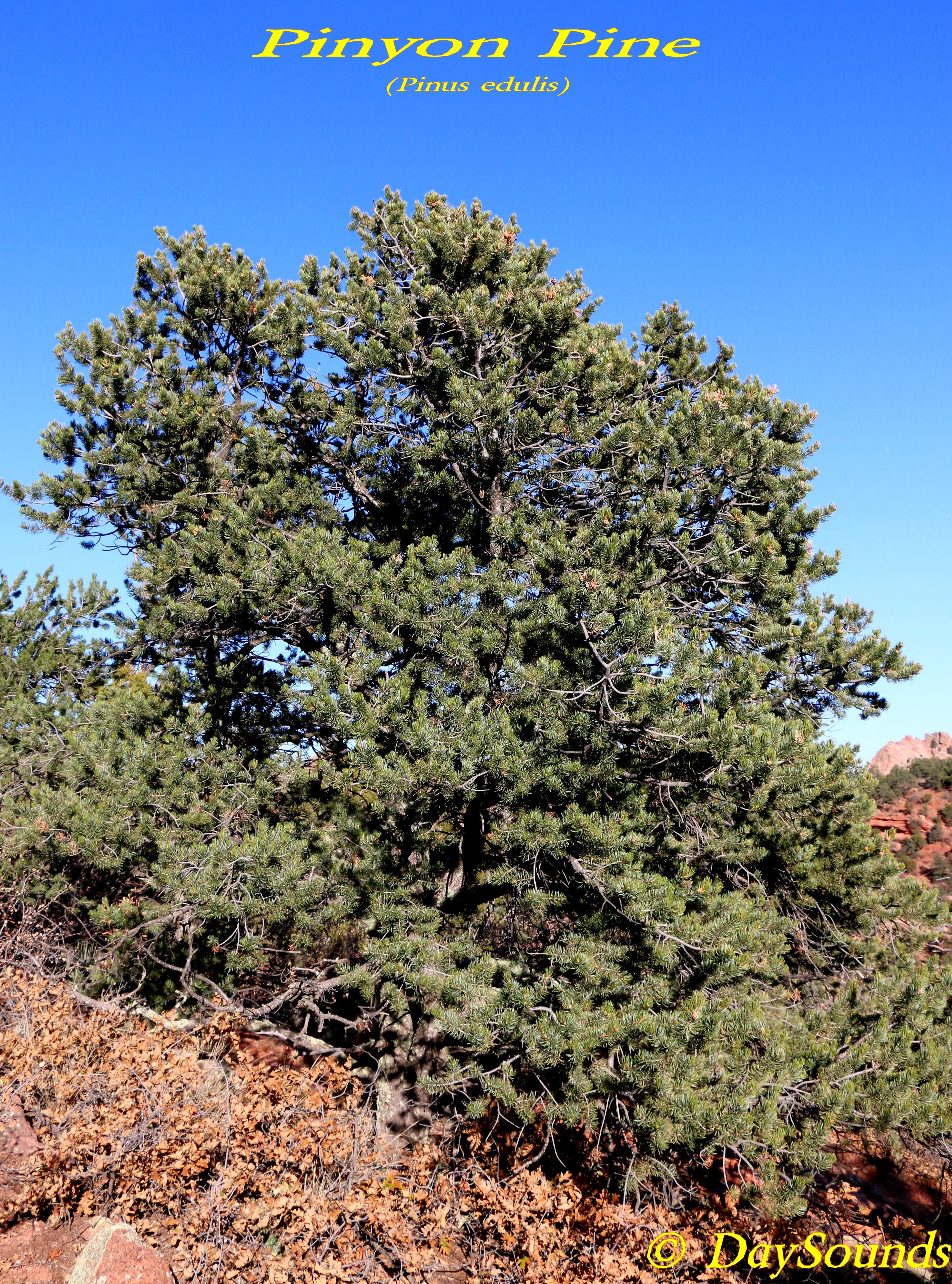 Pine, Pinyon