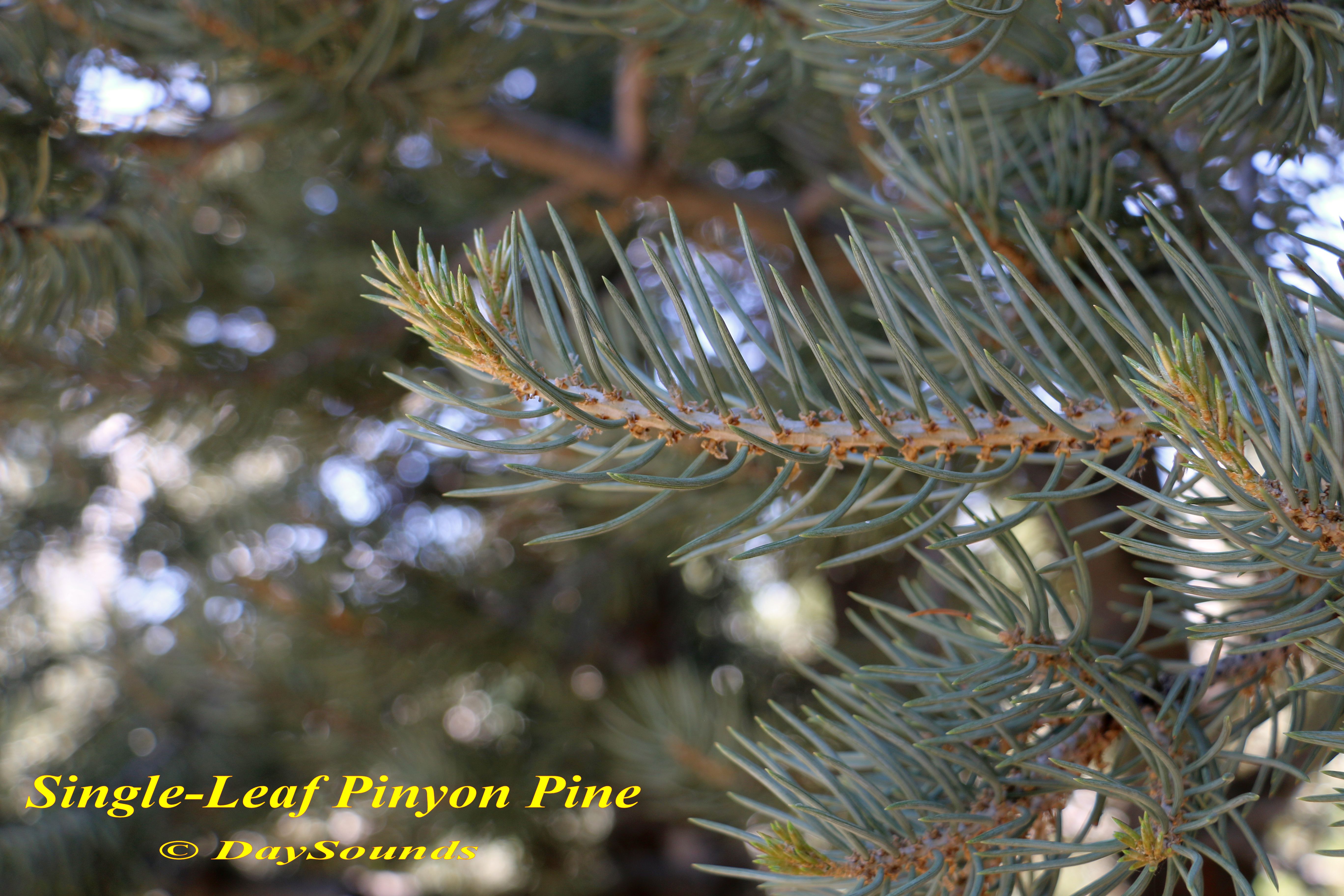 Pine, Pinyon (Single-leaf) 