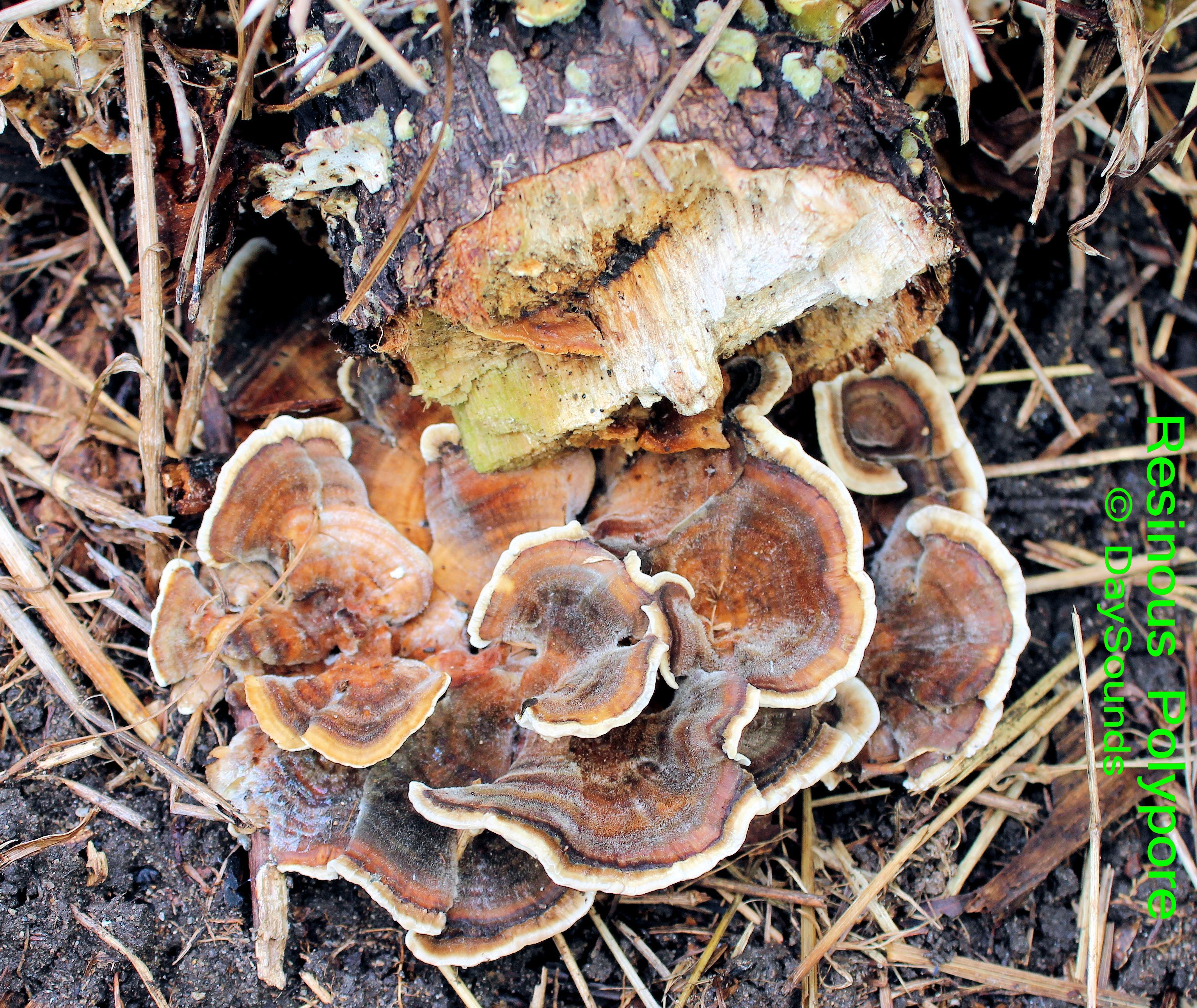 Polypore, Resinous