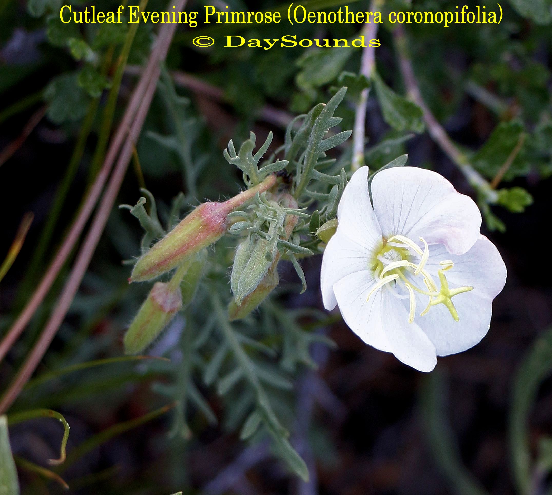 Primrose, Cutleaf Evening