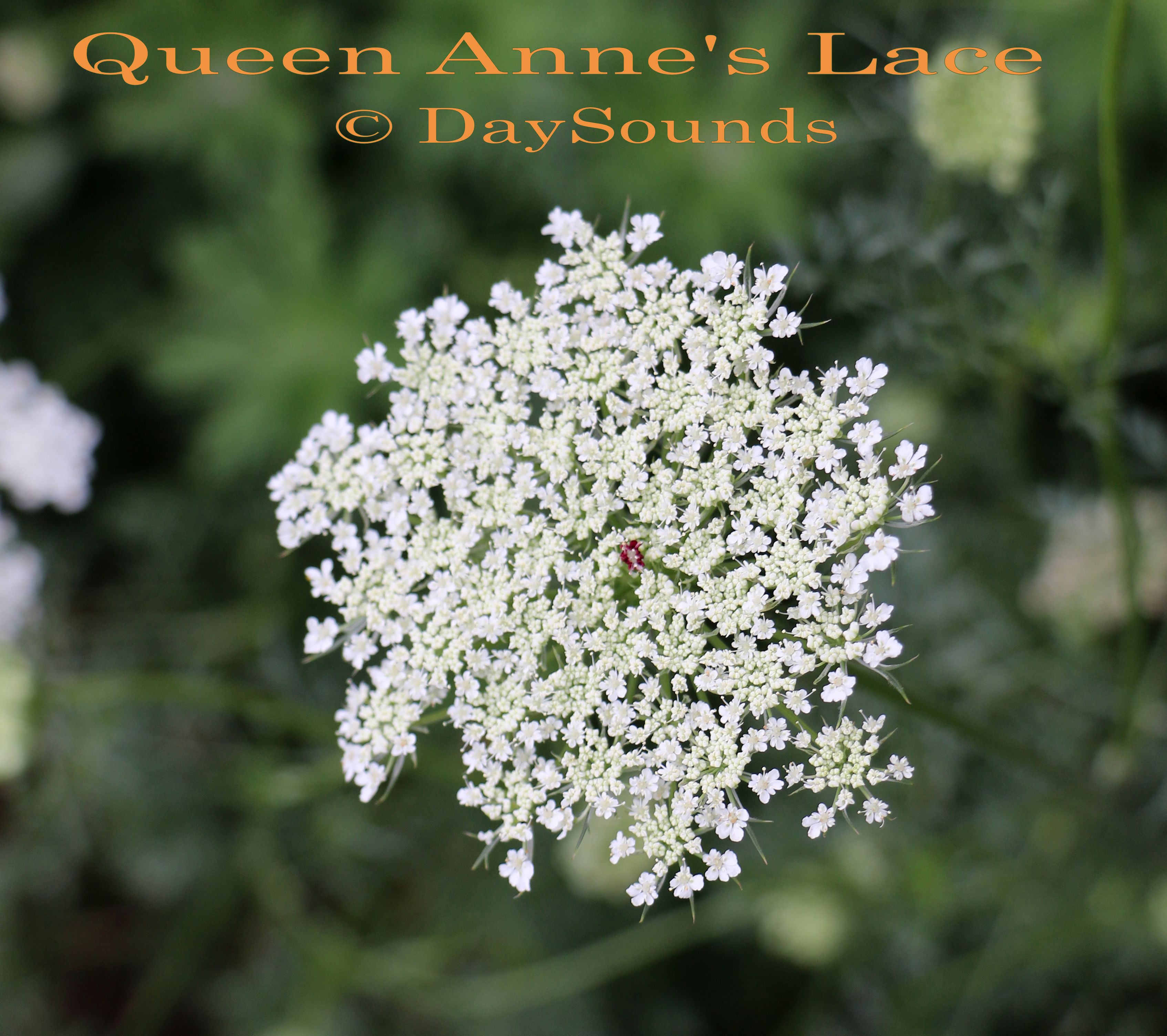 Queen Anne's Lace