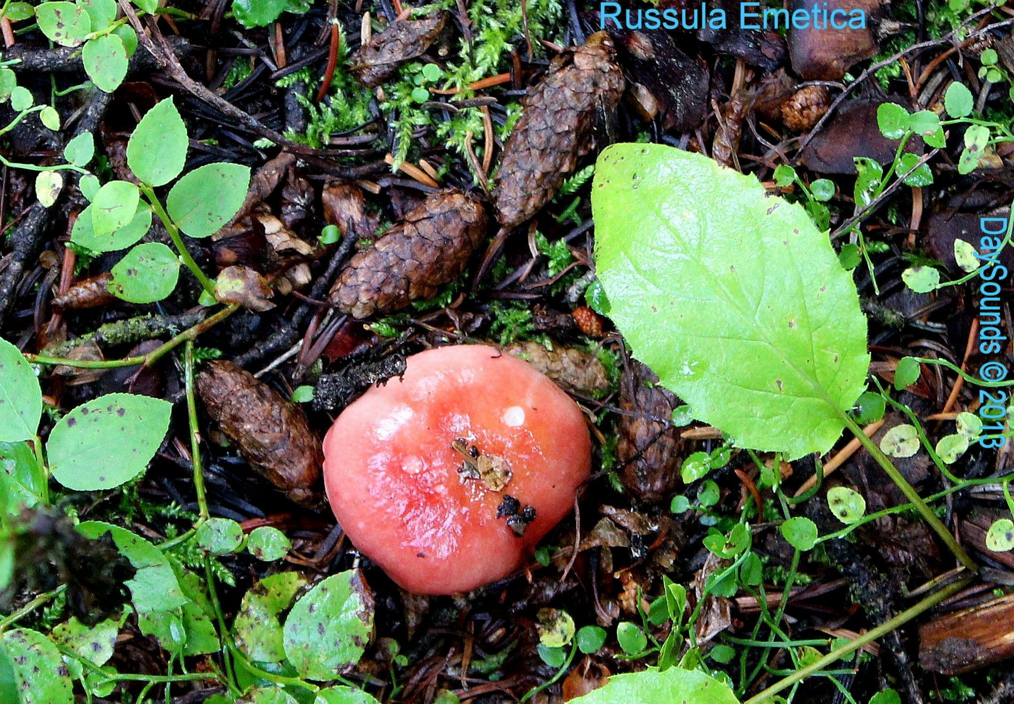 Russula emetica