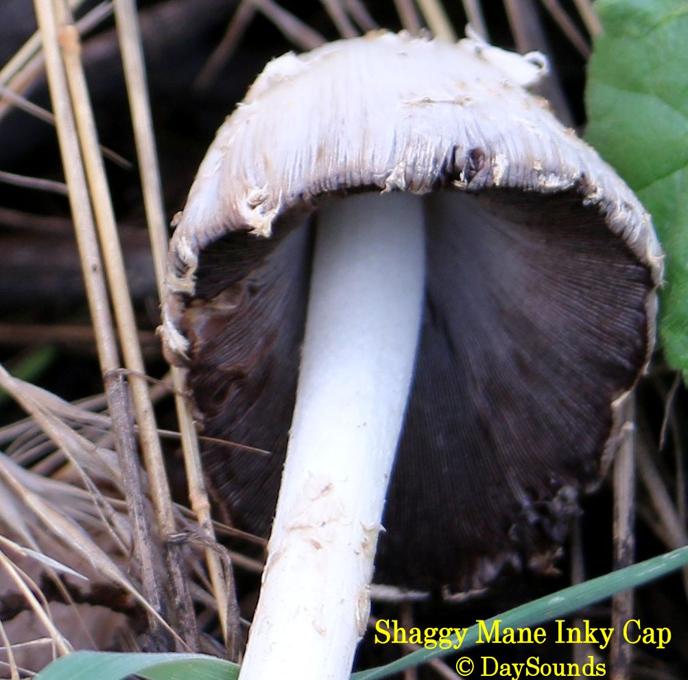 Shaggy Mane Inky Cap 