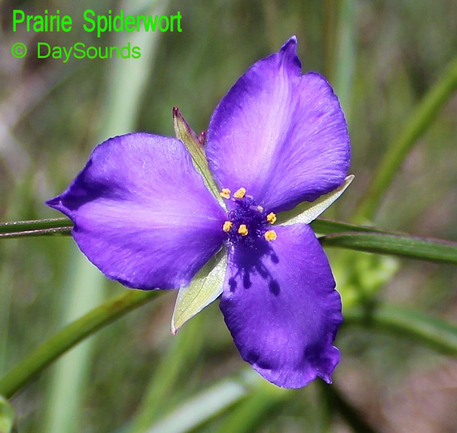 Spiderwort 