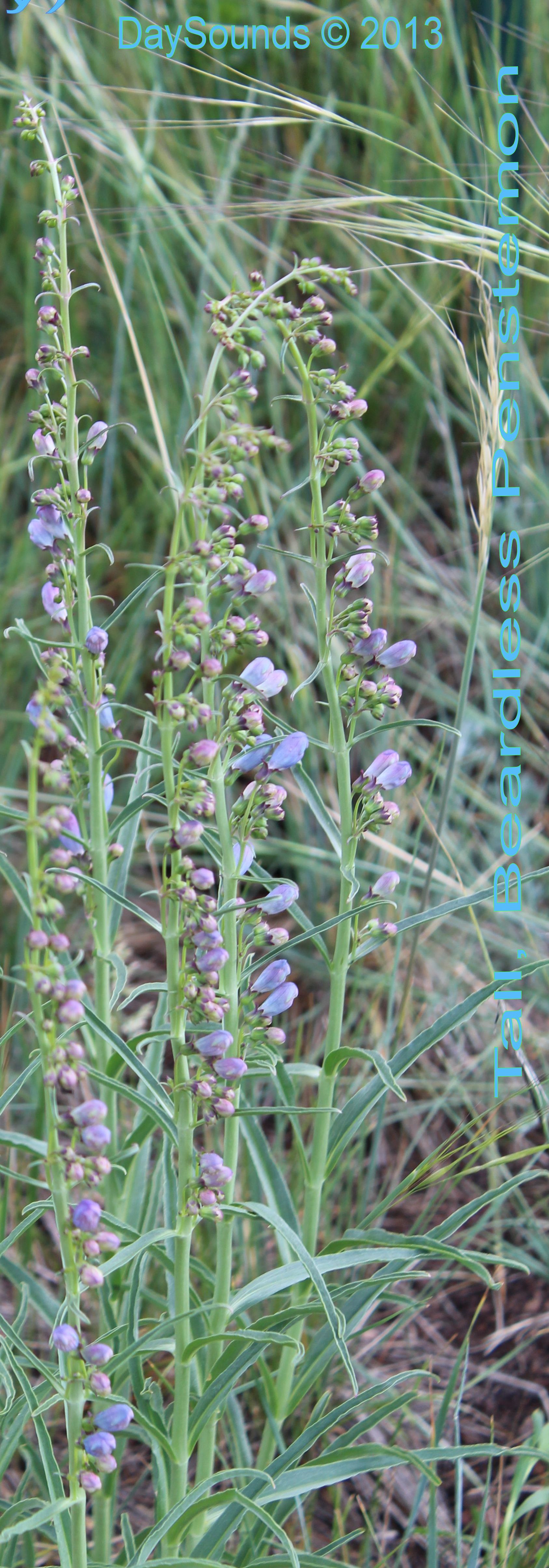 Penstemon, Tall Beardless