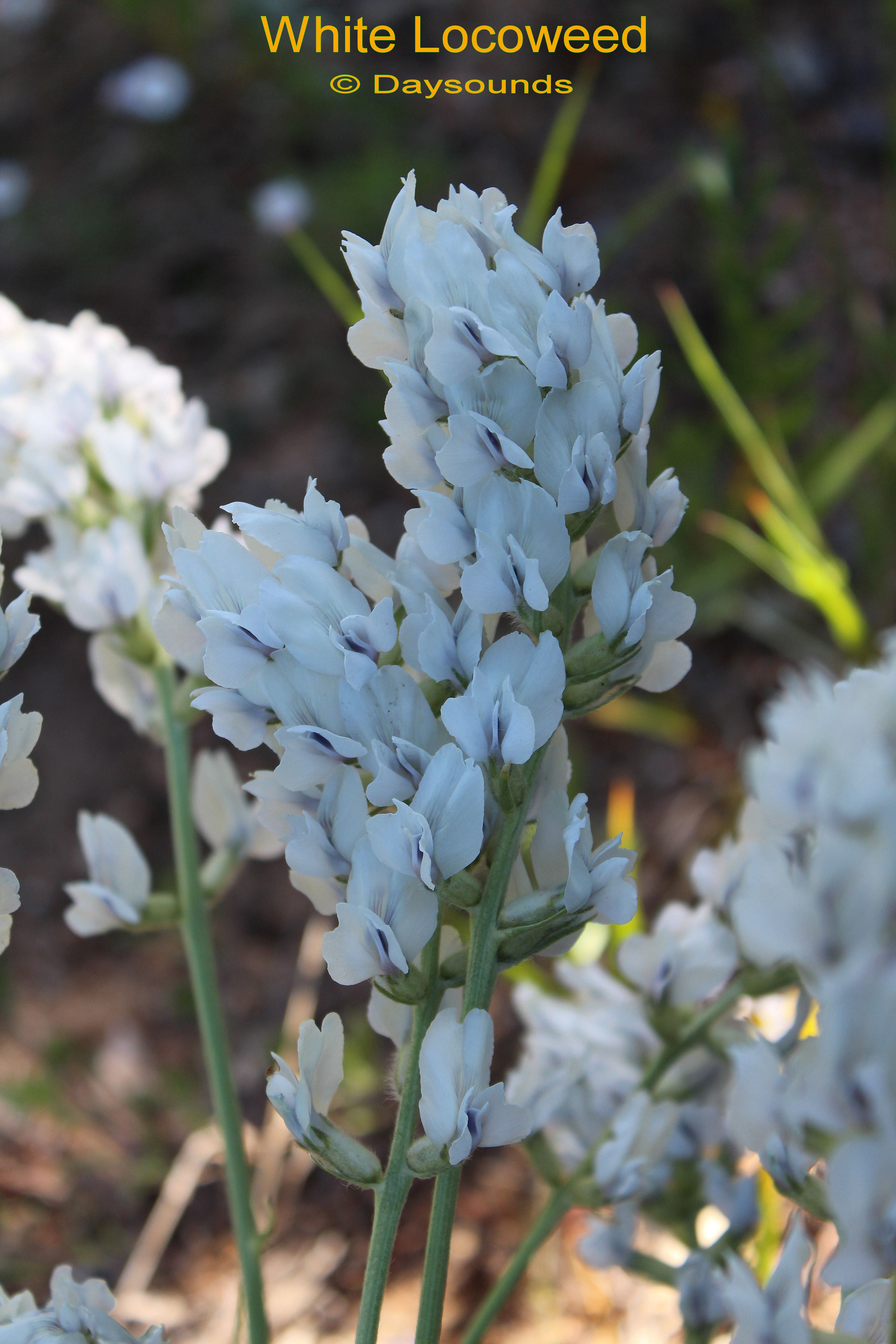 Locoweed, White