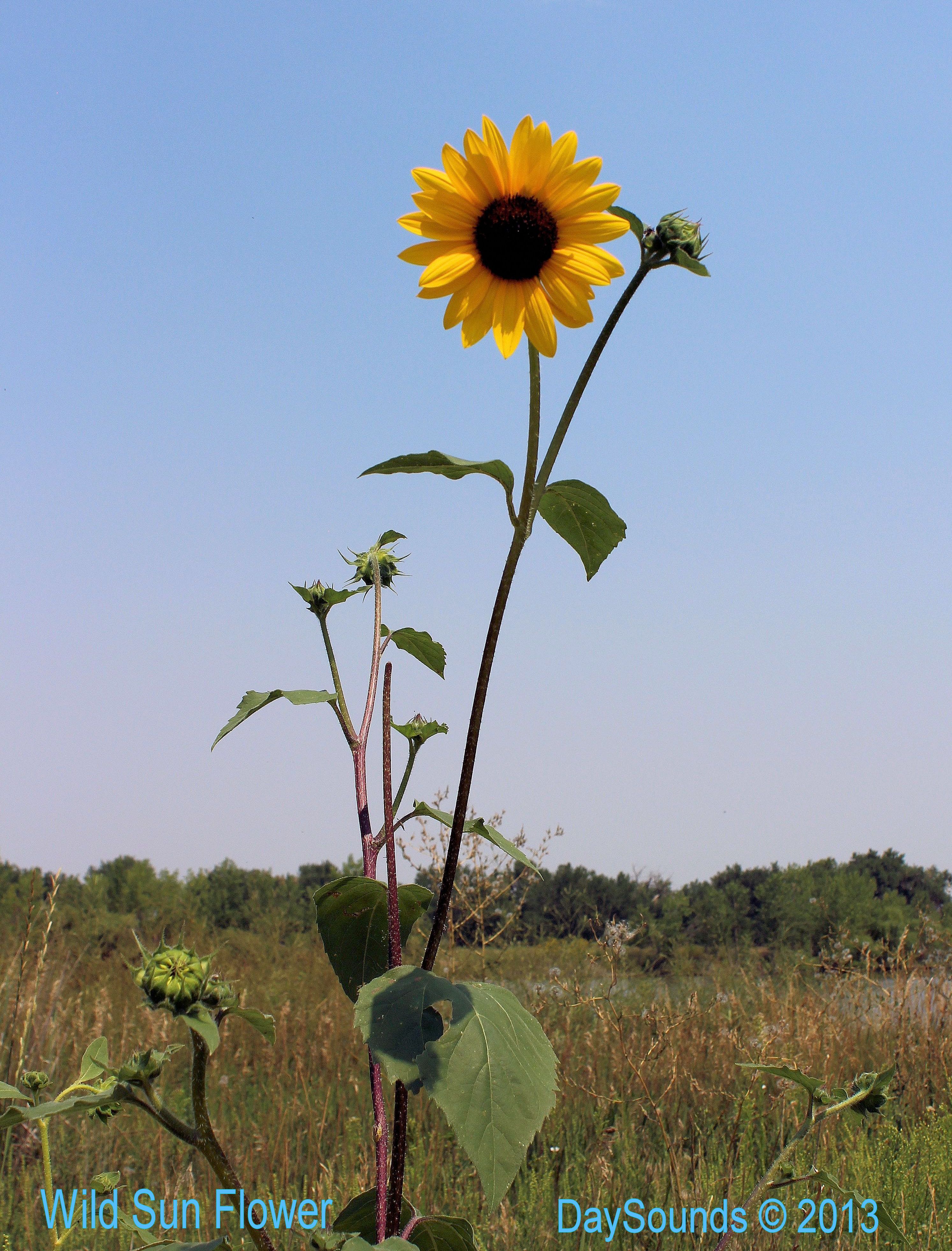 Sunflower, Wild