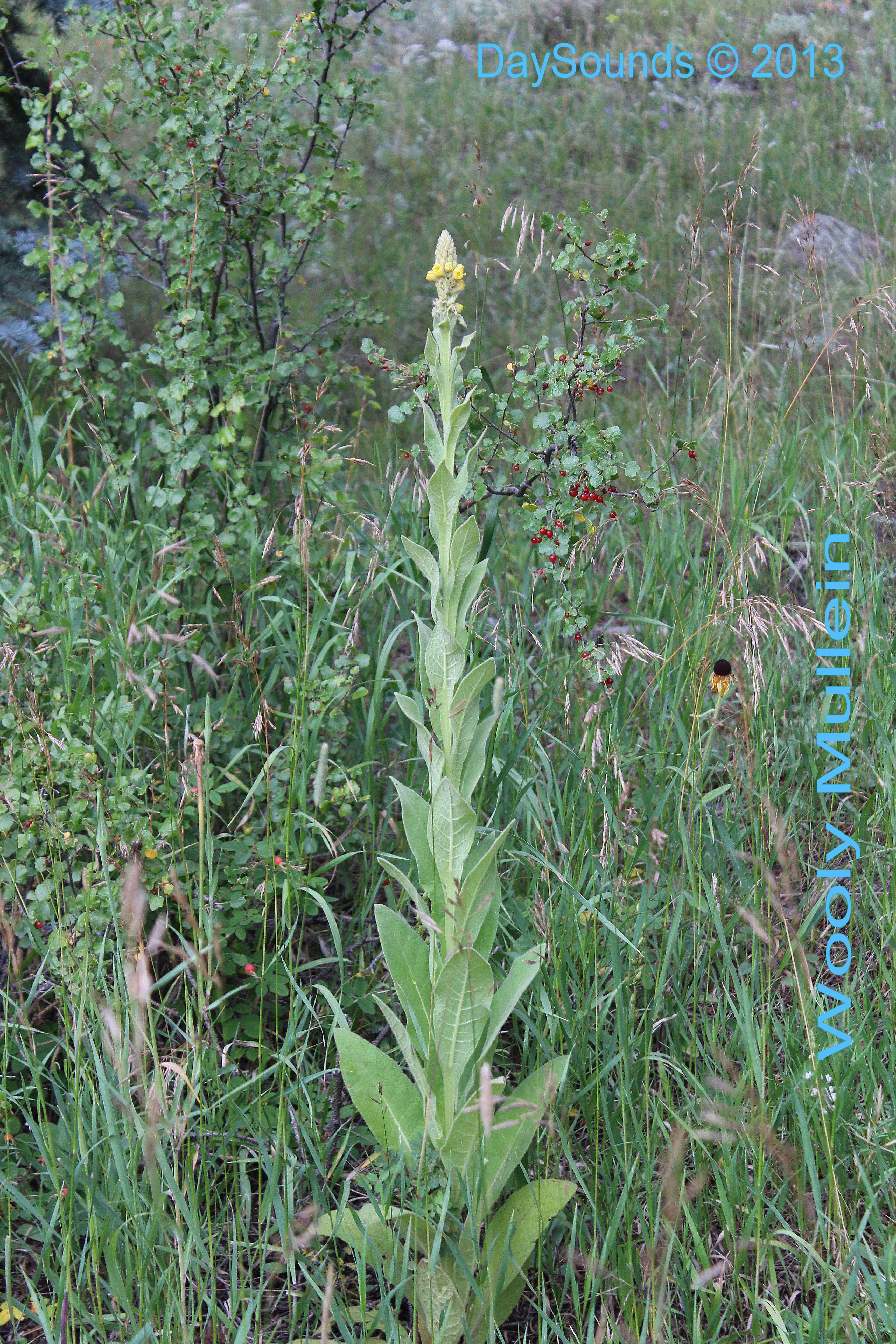 Mullein, Wooly