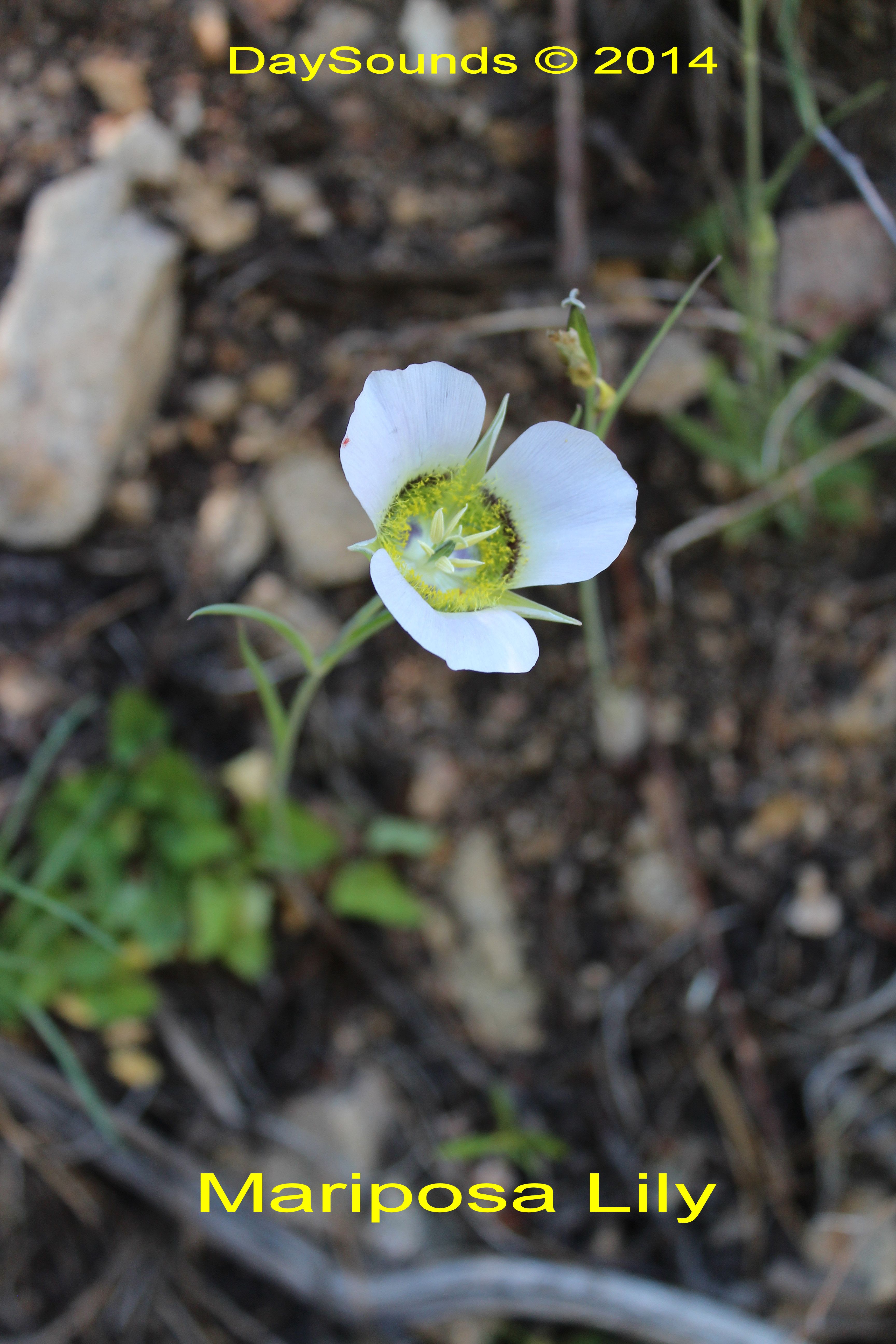 Lily, Mariposa